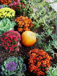 Helenium is a native plant, and mariachi 'salsa' is a shorter variety, topping out at 18 to 20 inches. The Best Annual Flowers For Fall Networx
