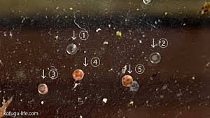 アベニー パファー 卵