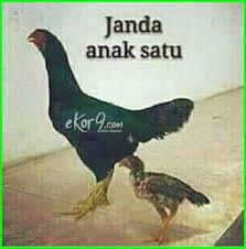 7 Gambar Ayam Dan Tulisan Kata Kata Lucu Dunia Fauna Hewan Binatang Tumbuhan Cartoon Jokes Hewan Lucu