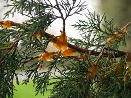 This type of rust affects more than. Orange Goo On Cedar Trees East Texas Gardening