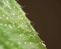 Image result for Calvoa