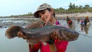Cara Budidaya Ikan Betutu Kolam Buatan Ikan Terpal Kolam