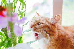 Die liste der giftigen pflanzen für katzen ist lang, und für reine wohnungskatzen kann die gefahr giftige pflanzen für katzen. Ist Die Calla Giftig Risiken Und Vorsichtsmassnahmen