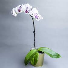 Cymbidium orchids purple orchids purple flowers white orchids silk flowers unusual flowers amazing flowers beautiful. White With Purple Spots Phalaenopsis Orchids Phalaenopsis Orchid Orchids Phalaenopsis