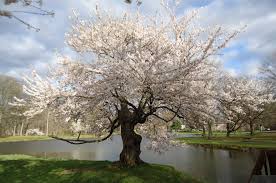 A related consideration is the form of the tree, again there is a range of choices. File Tree Flowering Near Lake In Nomahegan Park Nj Jpg Wikipedia