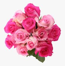 We did not find results for: Pink Combination Title Hot Pink Pink Wedding Flower Png Transparent Png Kindpng