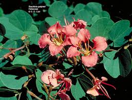 Image result for Fabaceae subfamily Caesalpinioideae