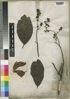 Image result for Tetracera alnifolia