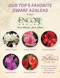 Dwarf Encore Azaleas Grow More Slowly And Can Easily Be Maintained At 2 3 Tall X 3 4 Wide These Smaller Varieties Dwarf Azaleas Azaleas Landscaping Azaleas