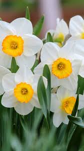 Earth Daffodil 1080x1920 Mobile Wallpaper Daffodils Beautiful Flowers Flower Phone Wallpaper