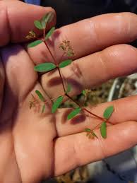 Image result for Euphorbia hyssopifolia