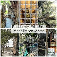 Visiting Florida Keys Wild Bird Rehabilitation Center Bella Vida By Letty Florida Keys Visit Florida Florida Adventures
