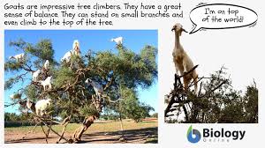 Habitat is referred to as the place where animals live. Arboreal Definition And Examples Biology Online Dictionary
