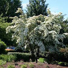 Check spelling or type a new query. Cornus Kousa Milky Way From Nvk Nurseries