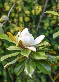 Image result for Pupalia grandiflora