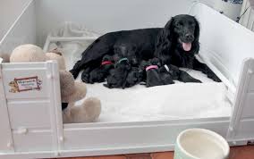 Shop now pet heat pad puppy, cats, dogs many sizes for all types of pets. Whelping Box Dog Pen Box Plastic Large 36 X 36 X 12 5 Warwick Deluxe Puppy Ebay