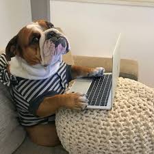 8 767 Begenme 128 Yorum Instagram Da Sergeant Sgt Bulldog Busted Supposed To Be Working Bu Cute Bulldog Puppies Bulldog French Bulldog Funny