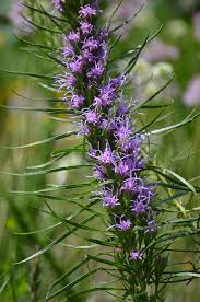 Liatris Mucronata Bottlebrush Blazing Star In 2020 Liatris Blazing Star Flower Moon Nursery