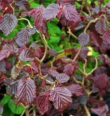 This tough bush offers foliage in a variety of colors, as well as flowers that attract pollinators. Shrubs With Burgundy Red Foliage Mike S Garden Top 5 Plants