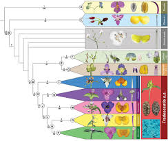 Image result for Triceratella drummondii