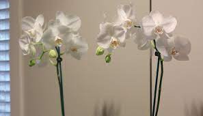 Phalaenopsis Moth Orchids Mitre 10