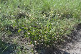 Image result for Pupalia grandiflora