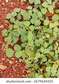 Image result for Rhynchosia monophylla