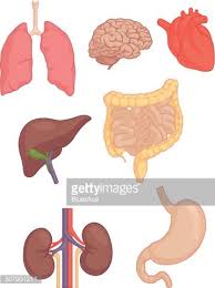 The liver is responsible for many critical functions within the body and should it become diseased or injured, the loss of those functions can cause significant damage to the body. Human Body Parts Brain Lung Heart Liver Intestines Clipart Image
