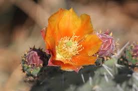 The plant has been valued in mexican wellness practices for centuries due to its Prickly Pears Genus Opuntia Inaturalist