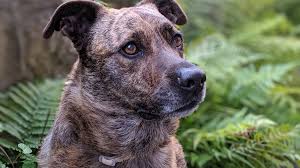 Gps tracker für deinen hund: Gps Tracker Fur Haustiere C T Magazin