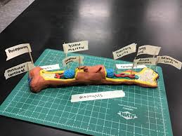 The diaphysis and the epiphysis ( figure 6.3.1). Olivia Pettigrew On Twitter Anatomy Students Have Completed Their Long Bone Models Reverelocal