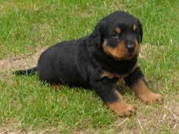 Rotterman puppies with their mother. German Rottweiler Puppies For Sale For Sale In Des Moines Iowa Classified Americanlisted Com