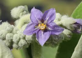 Image result for Solanum mauritianum