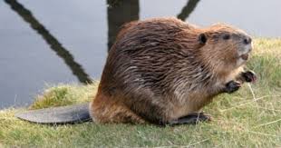 Biber Wilde Tiere Biber Tiere