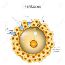 Are fertilized eggs haploid or diploid. Fertilization Process 1 Sperm Contacts The Surface Of An Egg 2 Acrosome Reaction 3 4 Sperm
