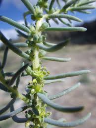 Image result for Suaeda monoica