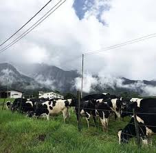 On top of that, kundasang and the surrounding view is really great and so nature. Pakej Percutian Murah Ke Kundasang Sabah Home Facebook