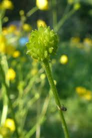 Image result for Ranunculus oreophytus