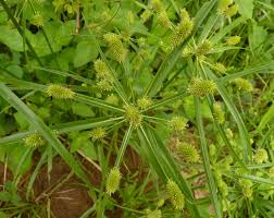Image result for Cyperus cyperoides