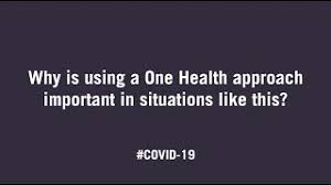 Covid 19 Oie World Organisation For Animal Health