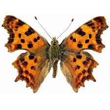 Image result for Polygonia c-album