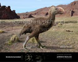 Image result for Burttia prunoides