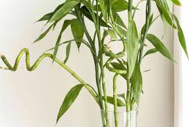 Check spelling or type a new query. Growing And Caring For Lucky Bamboo