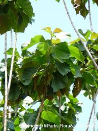 Image result for Tectona grandis