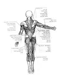 Anatomy • free medical books. Muscle Chart 5 Free Templates In Pdf Word Excel Download
