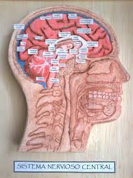 Maquetas y arte: 2012 | Maqueta del sistema nervioso, Maquetas cerebro,  Maqueta cuerpo humano