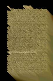 Image result for Droguetia ambigua