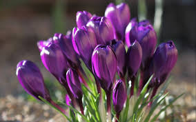 250 purple hd wallpapers and background images. Hd Flower Wallpapers Desktop Backgrounds Free Purple Amazing Mobile Wallpaper Botanic Macro 1920x1200 Full Hd Wallpapers