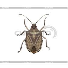 Hire top pest exterminator to eliminate all types of pests at cheap rates. Pest Stock Photos And Vektor Eps Clipart Cliparto