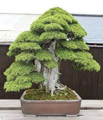 Le comptoir des graines, vente en ligne de graines de plantes du monde. Http Valavanisbonsaiblog Files Wordpress Com 2014 05 3 Jpg Jardin Bonsais Bonsai Jardinage